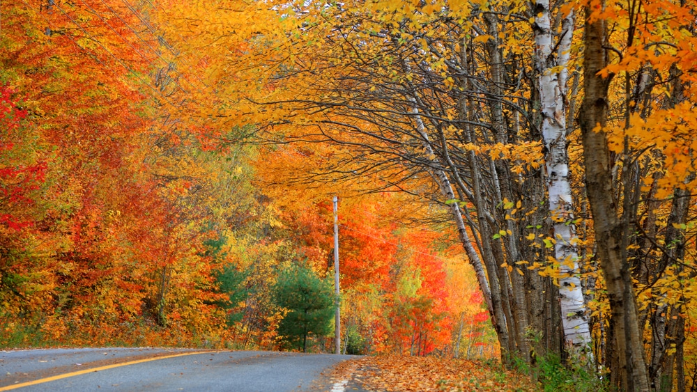 Places to See Fall Foliage in Duluth on Lake Superior 