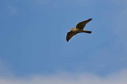 Merlin Falcon flying over park point hike