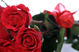 romantic red roses