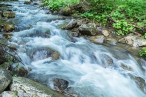 hikes along forest streams