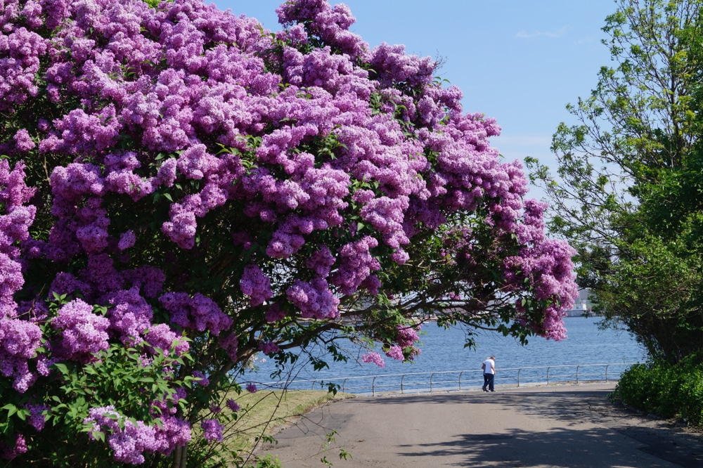 Lilac Season