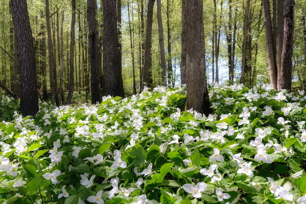 wildflowers forest