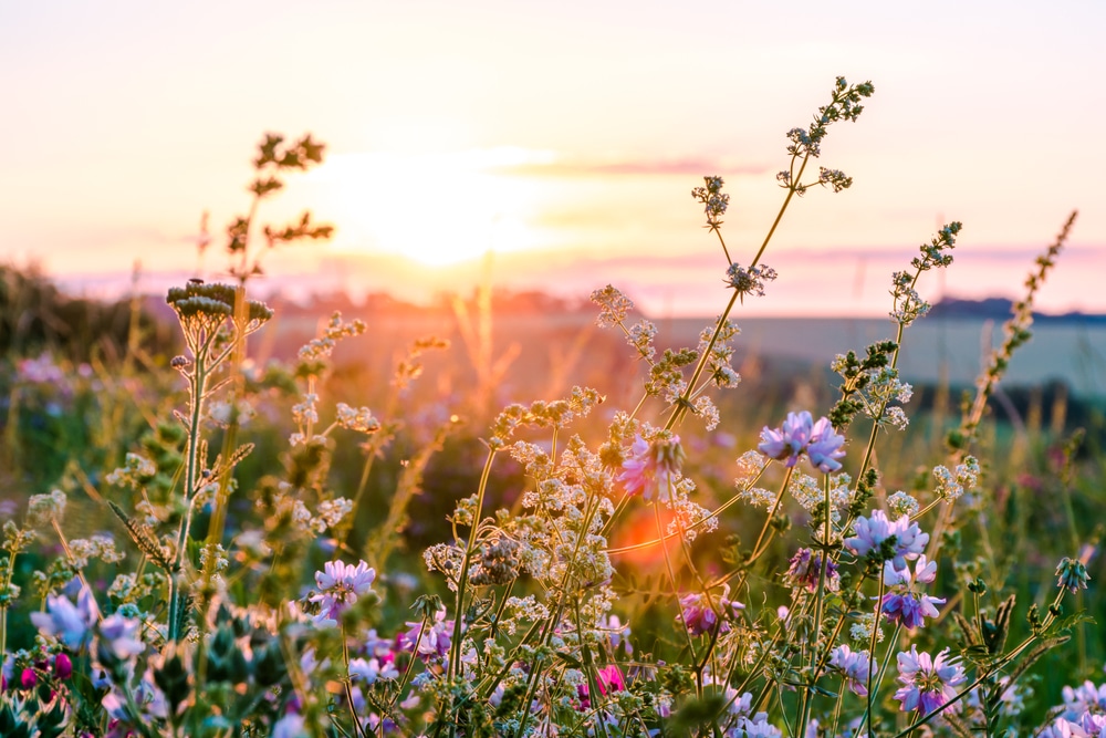 flower fields in minnesota