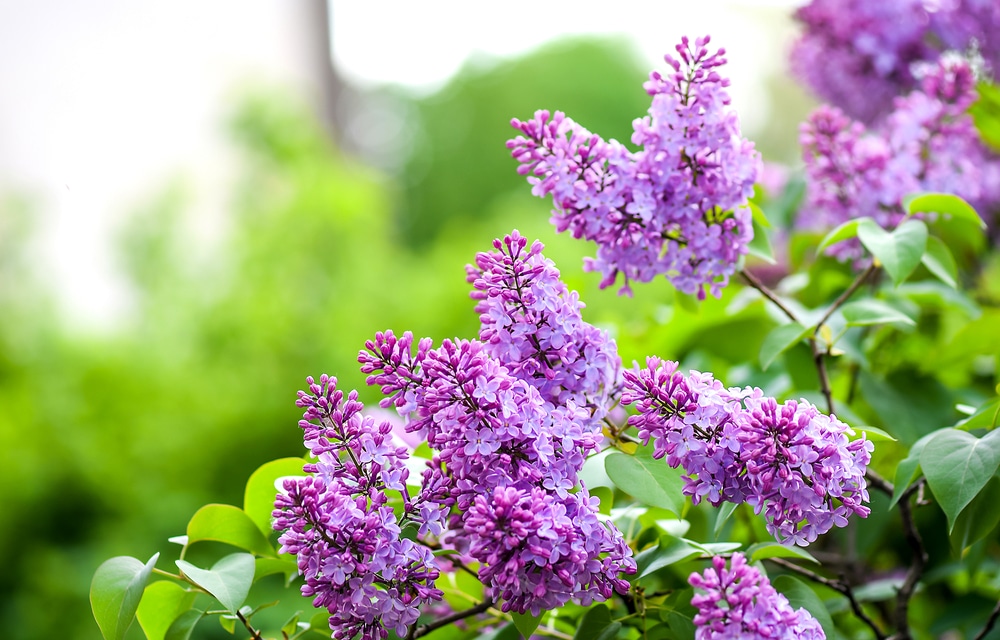 Lilac Season