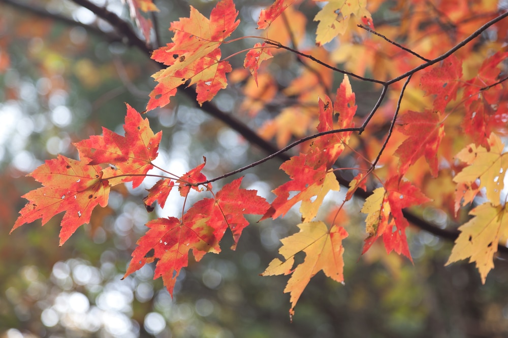 Duluth Fall Colors