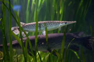 Spotted gar, a freshwater fish, at the Duluth Aquarium